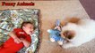 Great Pyrenees playing with Baby compilation - Baby Love Great Pyrenees - Dog and Baby videos