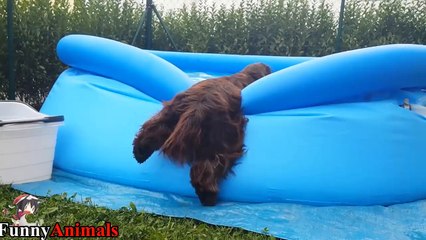Funny And Cute Cocker Spaniel Compilation 2017 - Funny Dogs Video
