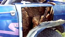 Il découpe la tôle de sa voiture et y découvre un nid d'abeilles !