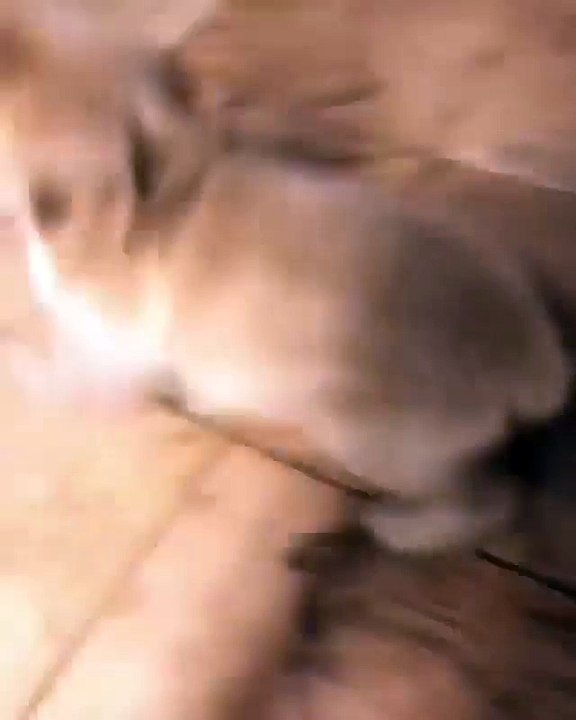 Golden dog play around in the house