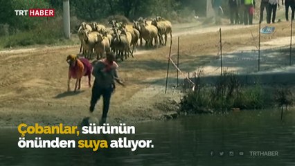 Denizli'nin 8 asırlık "Sudan Koyun Geçirme Yarışması"
