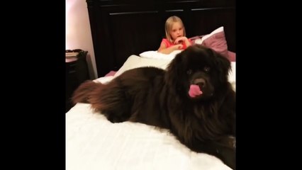 Huge Newfoundland gets excited for story time