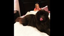 Huge Newfoundland gets excited for story time