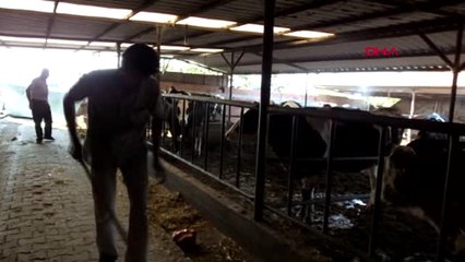 Balıkesir Fıskiyeyle Serinleyen İneklerinin Süt Verimi Arttı