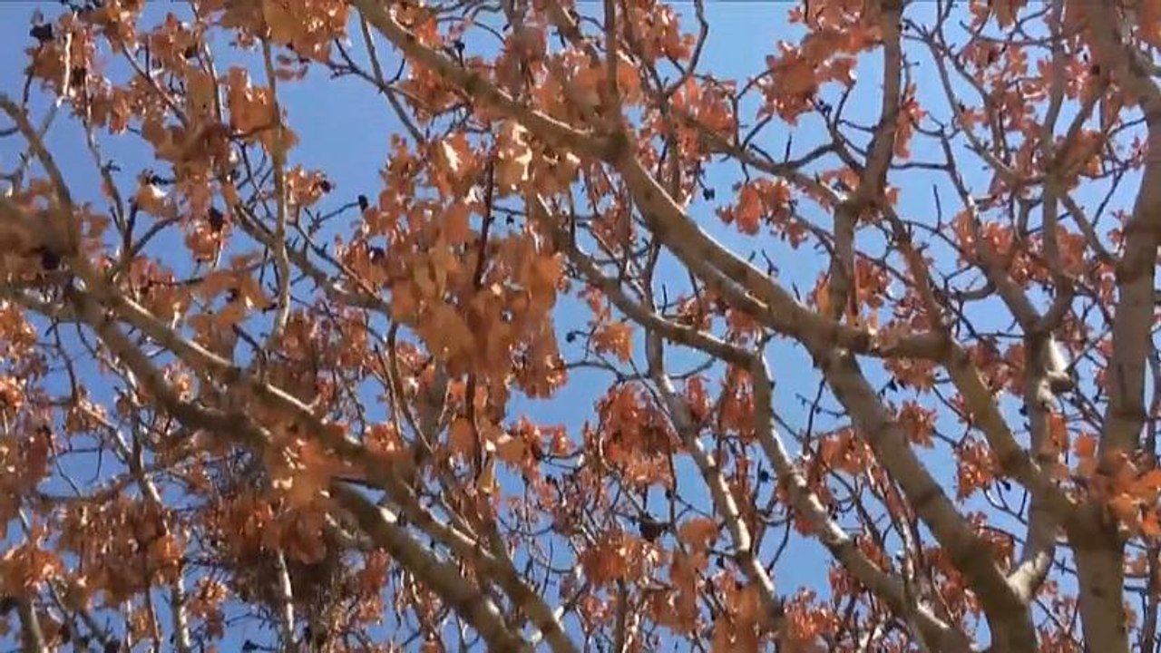 Klimawandel lässt Pistazien verderben