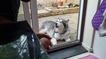 Talkative Malamute tells owners about his day