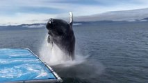 Une baleine à bosse saute juste à côté du bateau