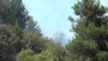 Kahramanmaraş'ta Orman Yangınları Hd