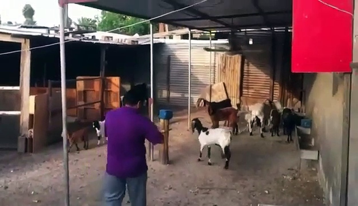 Animals
