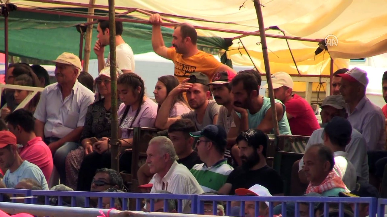 19. Akkaya Boğa Güreşleri Festivali - MUĞLA
