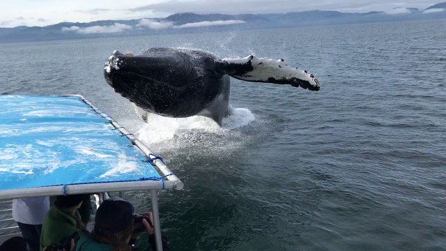 Une baleine bondit très près d'un bateau