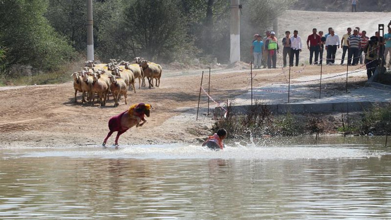 Sudan koyun geçirme yarışmasından renkli kareler