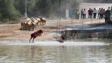 Sudan koyun geçirme yarışmasından renkli kareler