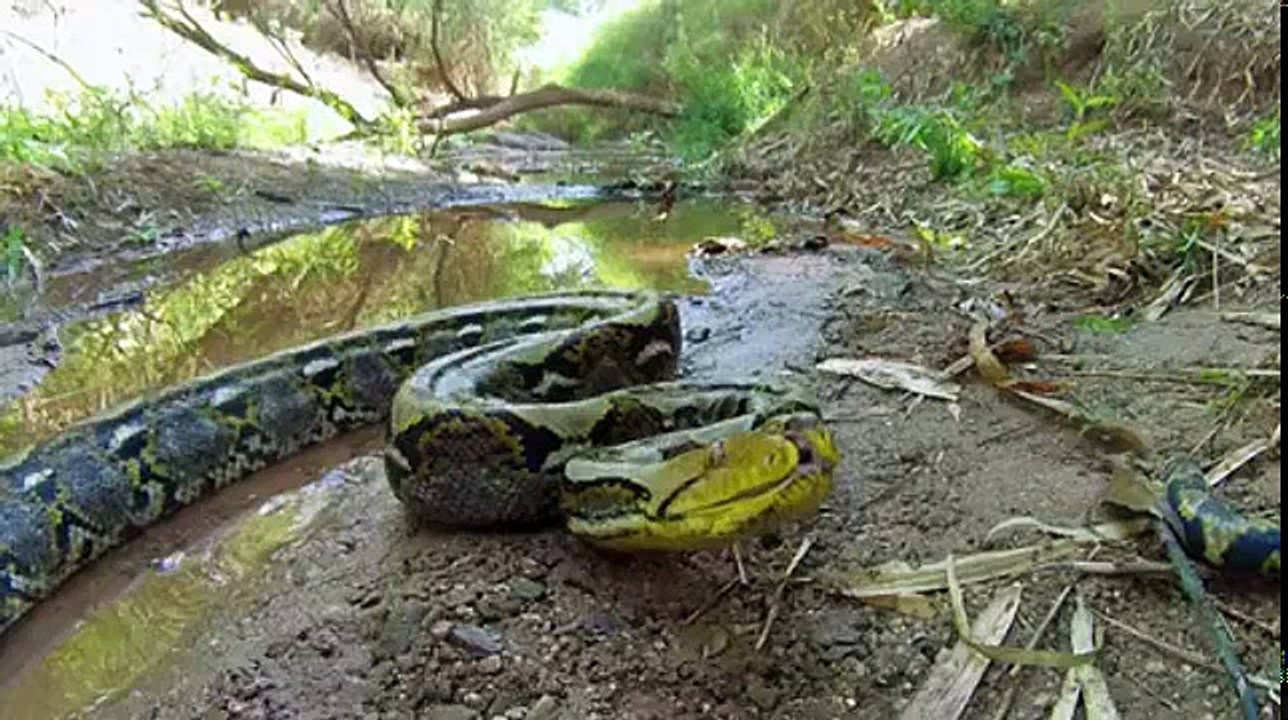 Wild Things With Dominic Monaghan S01 E05