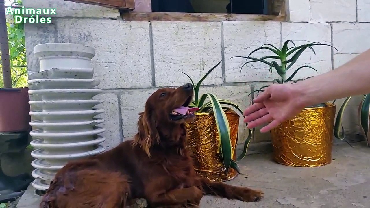 Chien Setter irlandais mignon main tremblante comme un humain