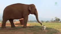 Amitié incroyable entre un éléphants et des chiens... Adorable