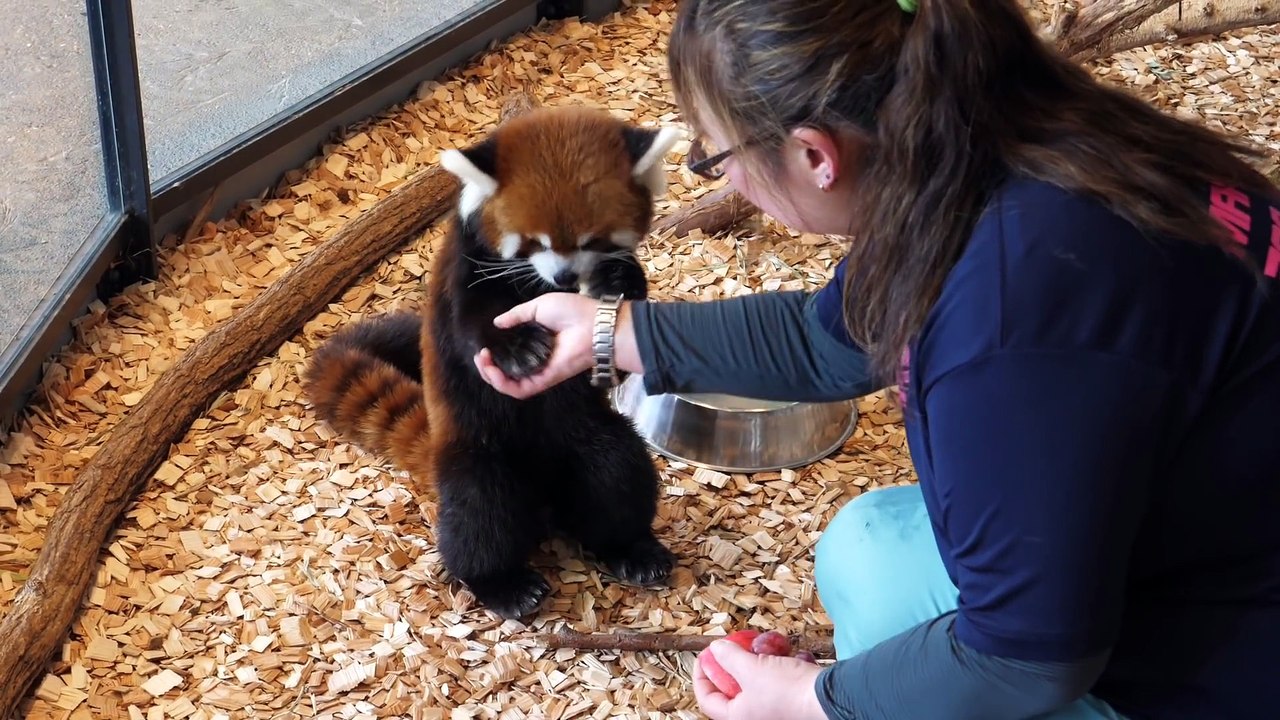 Ce panda roux est tellement adorable... Une vraie peluche