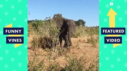 Try Not To Laugh Funniest Animal Compilation July 2018 | Funny Pet Videos