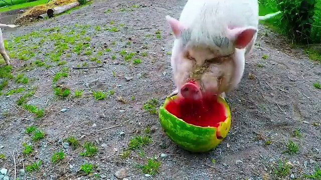 Funniest Pets - Animals of the Week Compilation July 2018 | Hilarious Try Not to Laugh Animals Fail