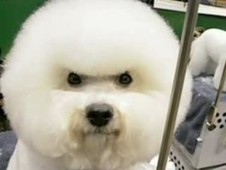 Animaux bizares