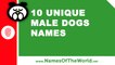 10 unique male dogs names -  the best pet names - www.namesoftheworld.net