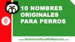 10 nombres originales para perros - los mejores nombres de mascota - www.nombresparamimascota.com