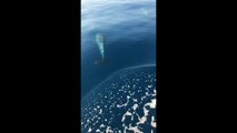 LE CAP D'AGDE - Un banc de dauphins filmé à proximité des côtes
