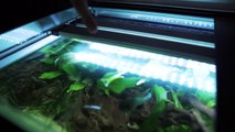 Mein 400 Liter Aquarium | MontanaBlack