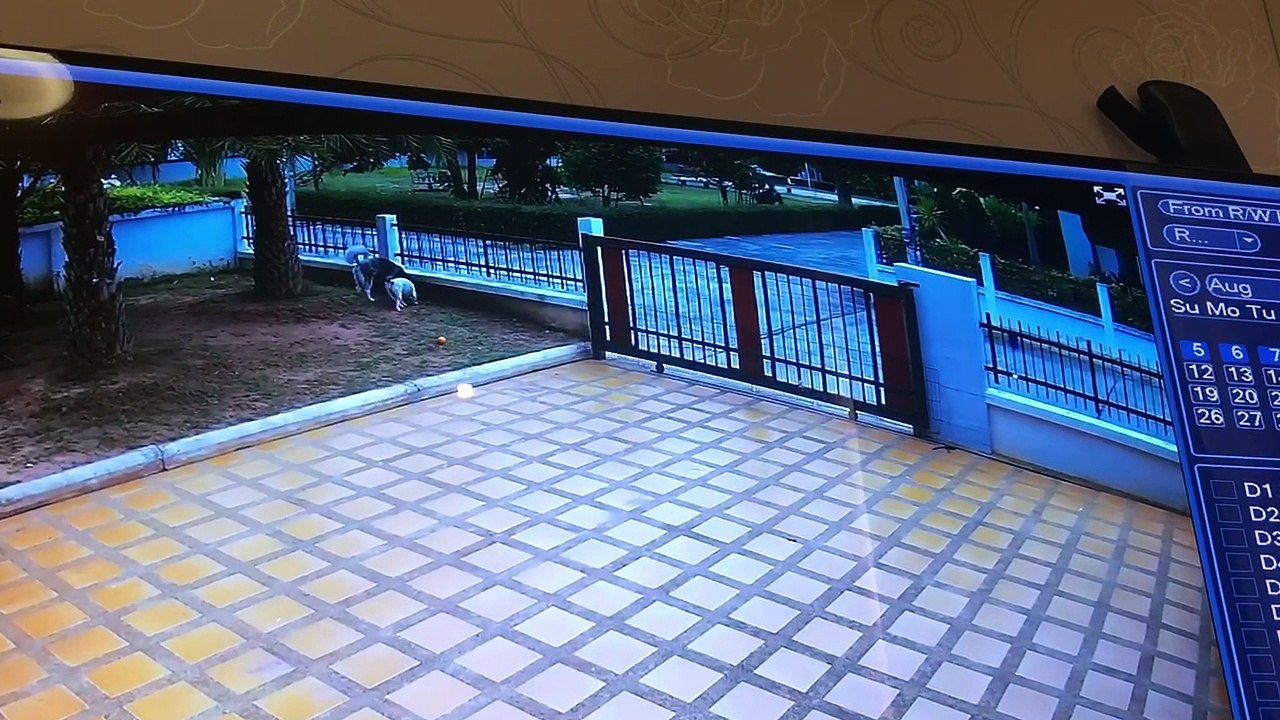 Dogs Let Themselves out for a Run