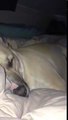 Funny Dog Snores Like Daffy Duck