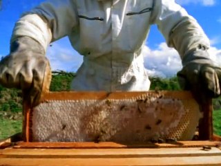 BBC - Predators - 5 Of 6 - Mass Attack