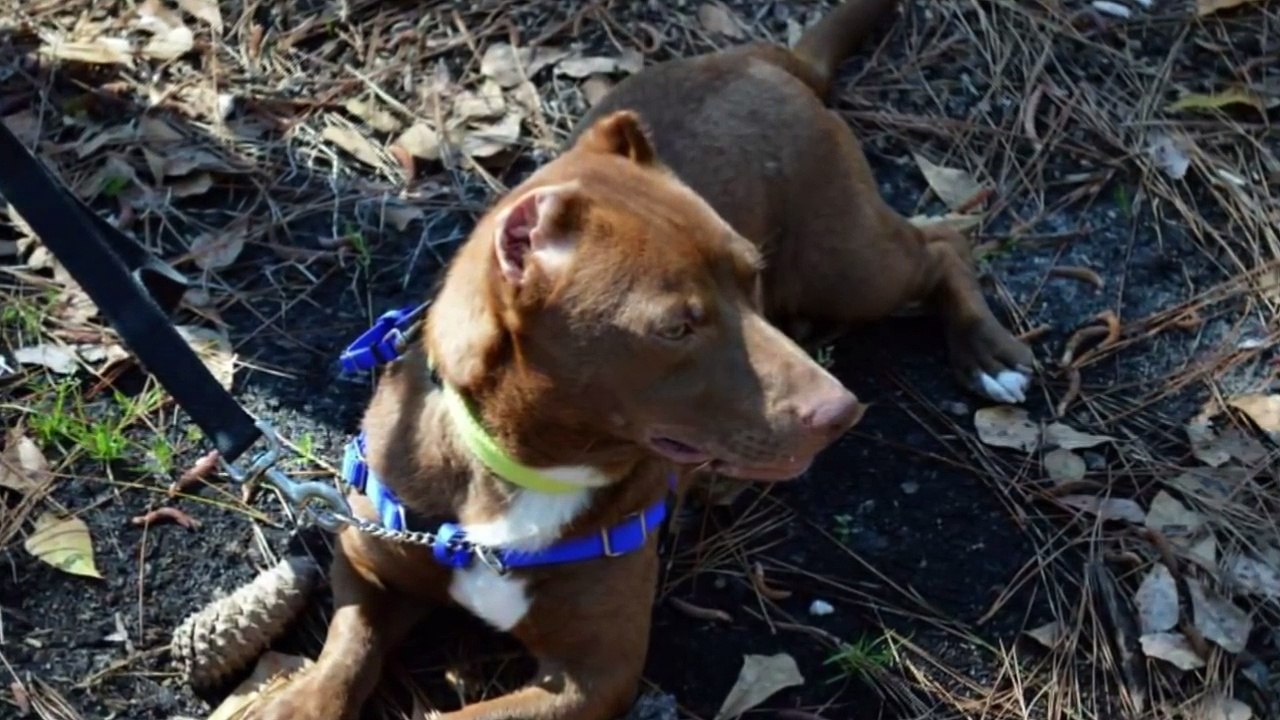 A Wiener And A Pit Bull Made A Baby Together, And You Just Have To See The Puppy