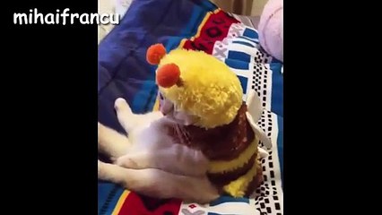 Dynamically,  Funny and Cute Cats Compilation