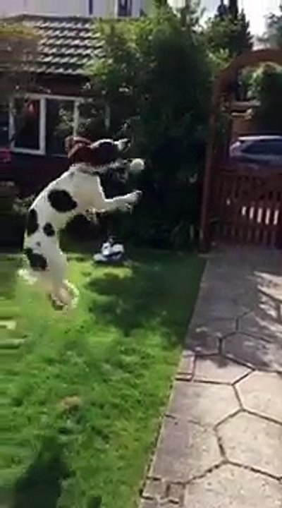Compilation of dog not being able to catch a tennis ball