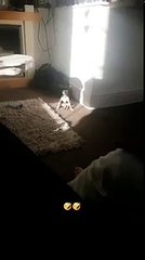 cute dog sits up weirdly