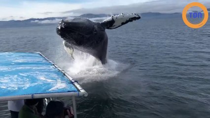 Une baleine bondit très près d'un bateau !