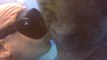 Sea Cow Smooch - Manatee Kisses Diving Instructor in the Dominican Republic