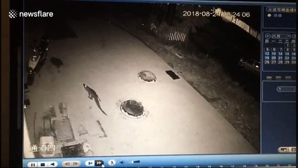 Police investigate after crocodile escapes from restaurant in eastern Chinese province