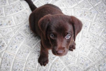 Pourquoi aimons-nous les chiens si fort ?