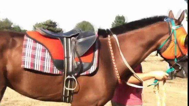 Kastamonu'daki At Yarışlarında, Demba Ba’nın Ayağı Kırıldı