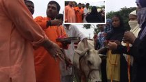 लखनऊ में भाजपा विधायक ने गाय को राखी बांध कर मनाया रक्षा बंधन का त्योहार