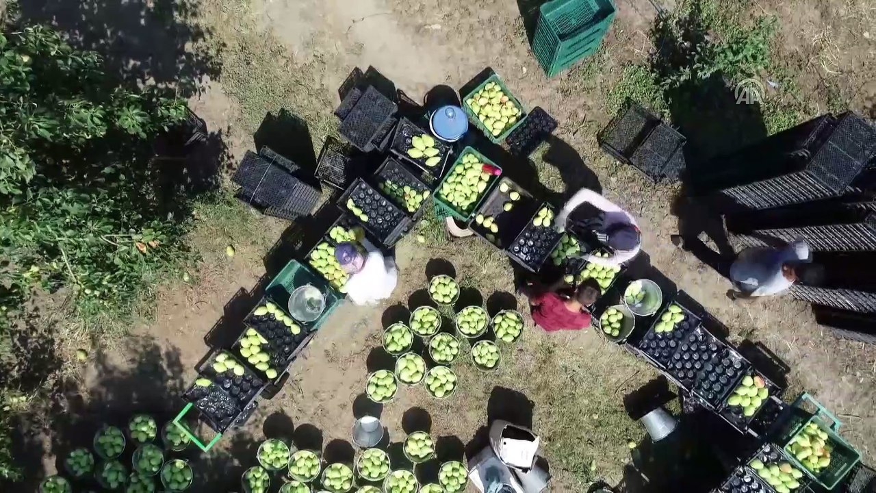 Türkiye'nin 'armut bahçesi': Gürsu - BURSA