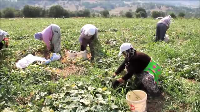 Turşuluk Salatalık Üreticinin Yüzünü Güldürüyor