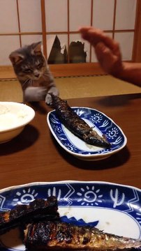 Un chat tente d'attraper un poisson grillé