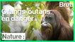 Les orangs-outans de Tapanuli sont en grand danger