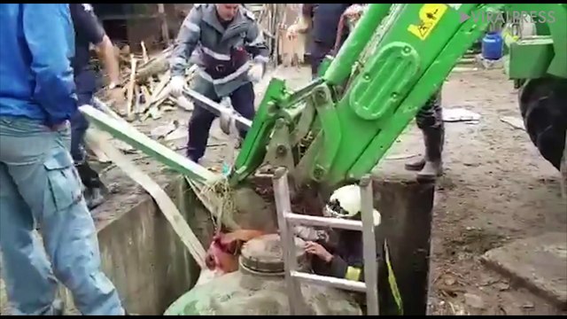 Cow Rescued From Sewer