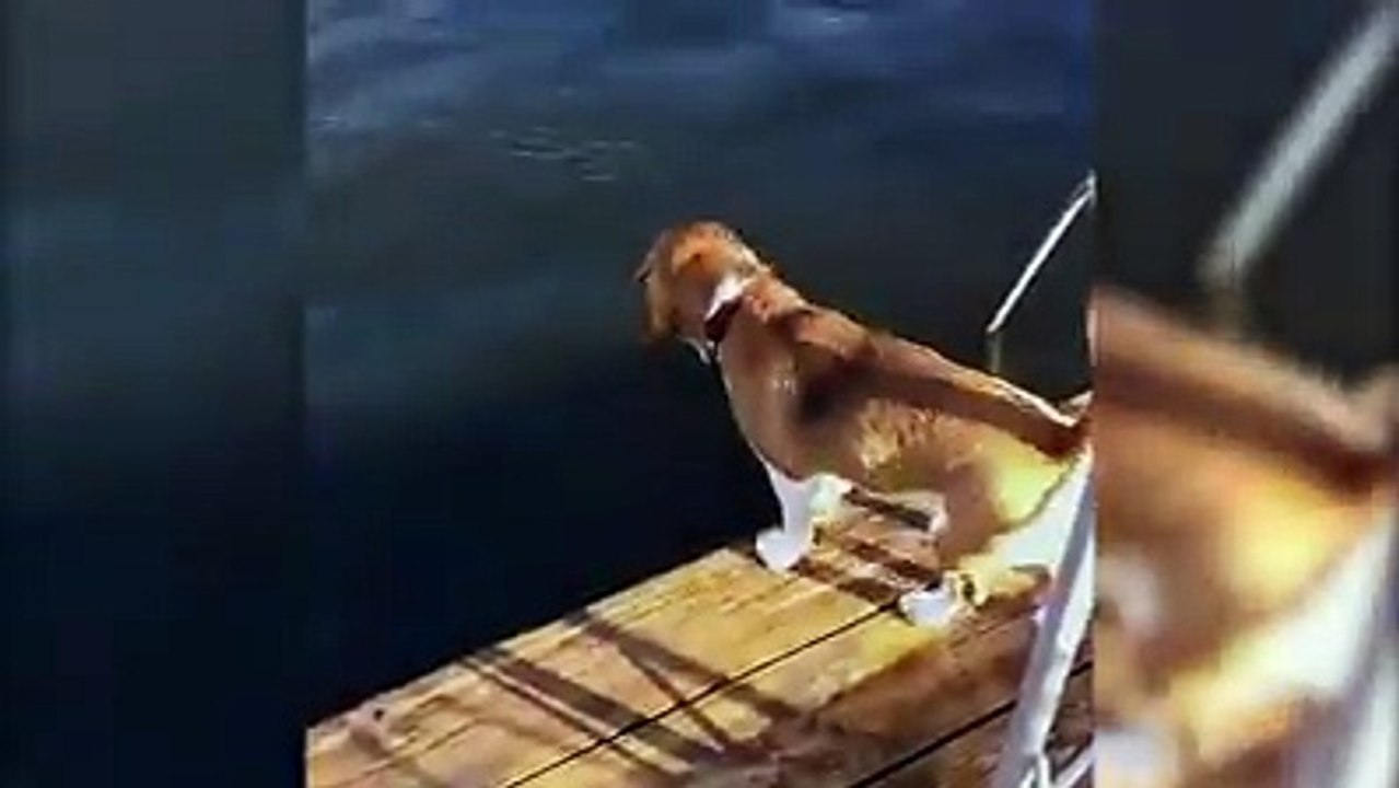 Dieser heldenhafte Hund glaubt ein Mädchen sei am Ertrinken und springt sofort zur Rettung herbei. Bei dem Versuch sie aus dem Wasser zu ziehen, geht er allerdi