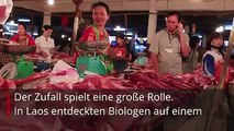 Sie gelten seit Millionen von Jahren als ausgestorben und dann bringt der Zufall sie wieder ans Tageslicht. Quastenflosser, Laotische Felsratte oder die Bayeris