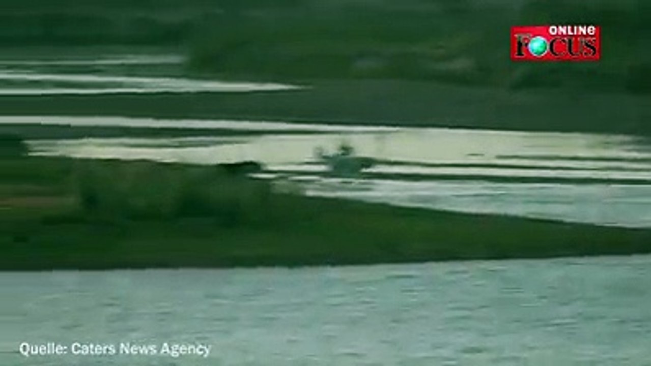 Ein Hundebesitzer lässt seine Vierbeiner in einem Nationalparks in Südafrika frei laufen. Neugierig bellen die Schäferhunde die Nilpferde im Wasser an - dann ge