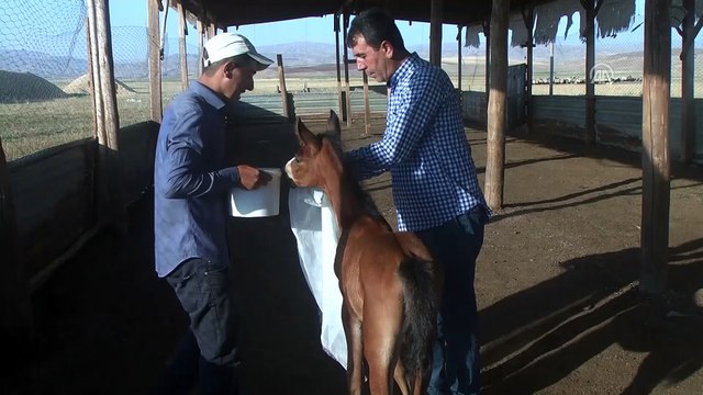 Annesi ölen tayı keçi sütü ile besliyor - MUŞ